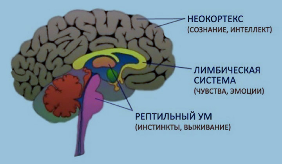 Психофизиологические основы мотивации